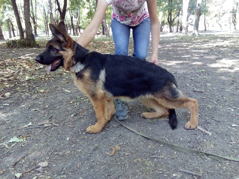 Zhansey, 3,5 month.jpg